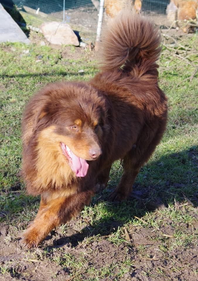 Rosko (Sans Affixe)