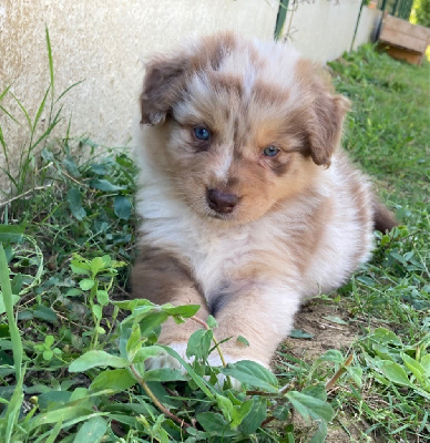 CHIOT 3