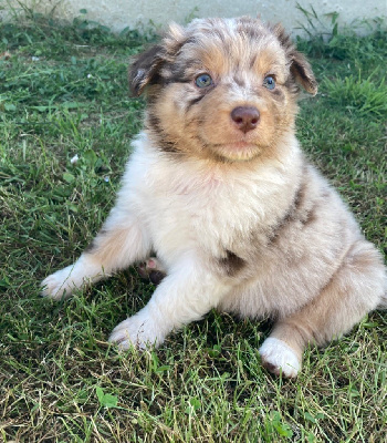 CHIOT 2