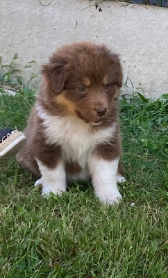 CHIOT 5
